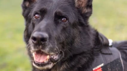 Illustration : Après avoir servi la nation et vaincu le cancer, cette chienne devient le visage d’un combat pour ses semblables