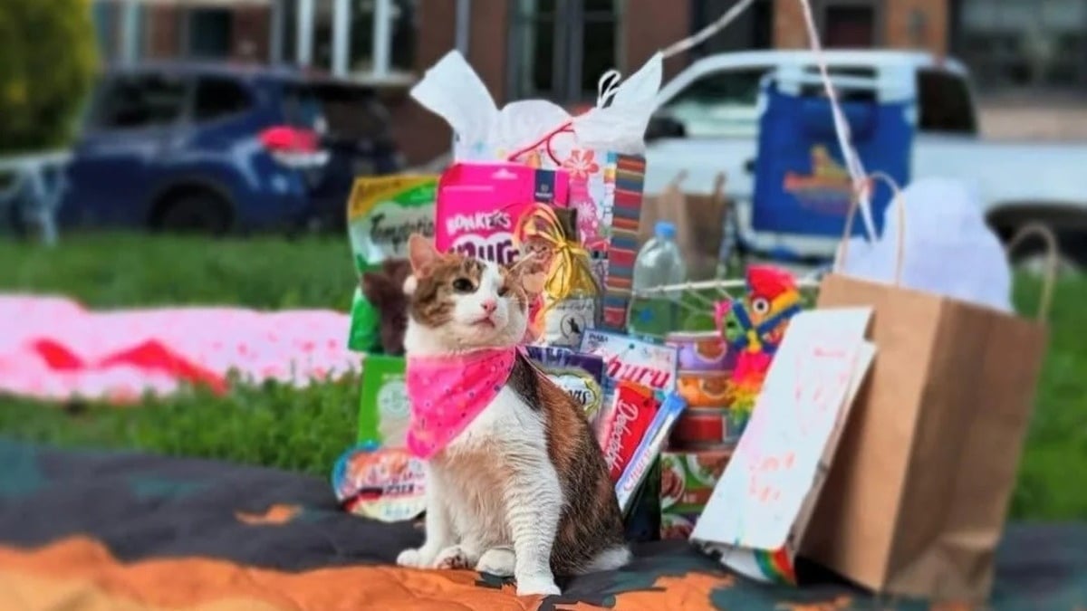 Illustration : "Pour ses 3 ans, cette chatte borgne et handicapée reçoit une fête d'anniversaire inoubliable au parc"