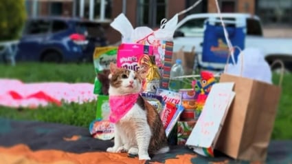 Illustration : Pour ses 3 ans, cette chatte borgne et handicapée reçoit une fête d'anniversaire inoubliable au parc