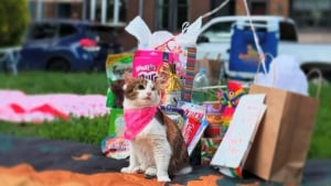 Illustration : "Pour ses 3 ans, cette chatte borgne et handicapée reçoit une fête d'anniversaire inoubliable au parc"