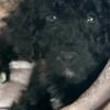 Illustration : Convaincue que sa fin était proche après être tombée à l’eau, cette femme est sauvée par sa chienne
