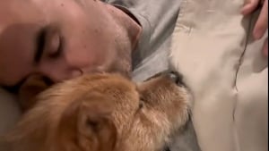 Illustration : "Sauvé du commerce de la viande, ce chien craintif fait un câlin pour la première fois à son adoptant 2 ans après son adoption (vidéo)"