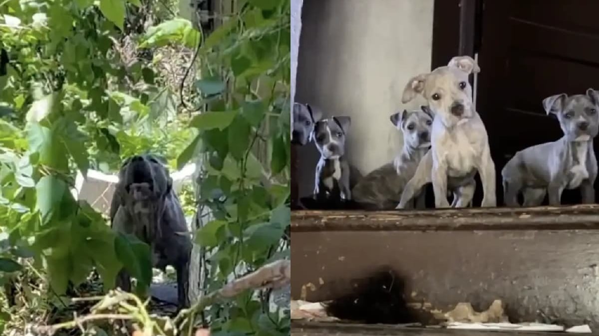 Illustration : "Une chienne réfugiée dans une maison délabrée aboie sur quiconque tente d'approcher ses chiots, mais une bénévole prend le risque"