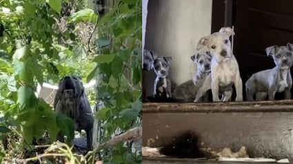 Illustration : Une chienne réfugiée dans une maison délabrée aboie sur quiconque tente d'approcher ses chiots, mais une bénévole prend le risque