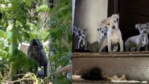 Illustration : "Une chienne réfugiée dans une maison délabrée aboie sur quiconque tente d'approcher ses chiots, mais une bénévole prend le risque"