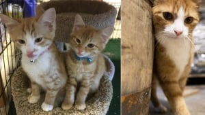 Illustration : "4 chatons affamés découverts dans une botte de foin deviennent les mascottes d'une distillerie"