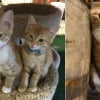 Illustration : 4 chatons affamés découverts dans une botte de foin deviennent les mascottes d'une distillerie