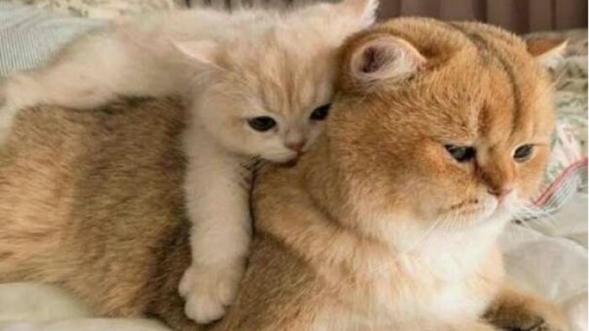 Illustration : "18 photos de chats les plus craquantes du moment"