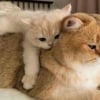 Illustration : 18 photos de chats les plus craquantes du moment
