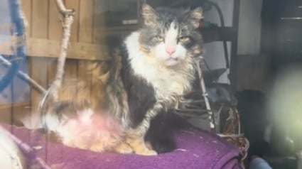 Illustration : Un chat errant réapprend à faire confiance aux humains et à être aimé après avoir trouvé refuge chez un couple bienveillant (vidéo)