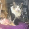Illustration : Un chat errant réapprend à faire confiance aux humains et à être aimé après avoir trouvé refuge chez un couple bienveillant (vidéo)