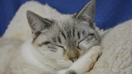 Illustration : 13 endroits préférés du chat pour se prélasser