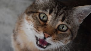 Illustration : "9 raisons pour lesquelles un chat peut miauler"