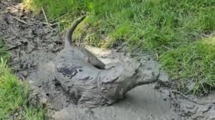 Illustration : Une chienne craque en découvrant une flaque de boue et se transforme en louve en s'y roulant, laissant sa propriétaire perplexe (vidéo)