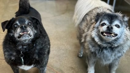 Illustration : Un bel espoir pour ces 2 chiens de 12 ans s’étant retrouvés au refuge dans l’incompréhension après une vie entière en famille