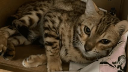 Illustration : 34 chats Bengal en grand danger « physique et mental » ont été sortis de l’enfer où ils vivaient depuis plusieurs mois