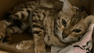 Illustration : "34 chats Bengal en grand danger « physique et mental » ont été sortis de l’enfer où ils vivaient depuis plusieurs mois"