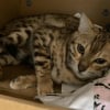 Illustration : 34 chats Bengal en grand danger « physique et mental » ont été sortis de l’enfer où ils vivaient depuis plusieurs mois