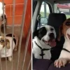 Illustration : 18 photos émouvantes de chiens et chats qui découvrent enfin le bonheur dans leurs familles pour la vie