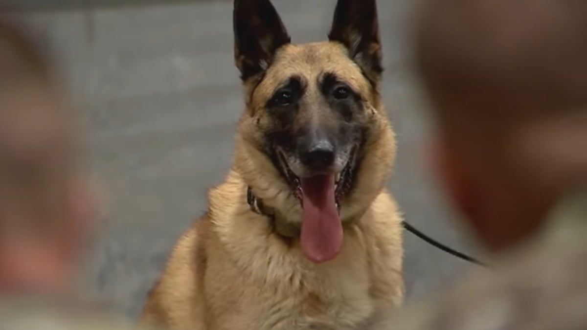 Illustration : "Après 8 ans de loyaux services, cette chienne militaire part à la retraite dans la famille de son maître-chien"