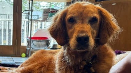 Illustration : Une chienne récemment adoptée saute de la voiture et disparaît pendant 32 jours, avant d'être sauvée grâce à des morceaux de saucisse