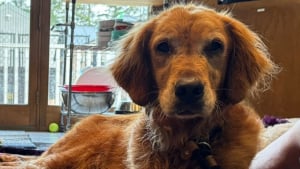 Illustration : "Une chienne récemment adoptée saute de la voiture et disparaît pendant 32 jours, avant d'être sauvée grâce à des morceaux de saucisse"
