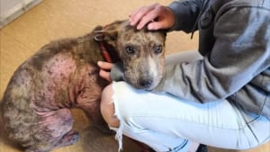 Illustration : "Le propriétaire de ce chien cachectique et brisé le négligeait tellement qu'il ne lui a même pas donné de nom, mais une association est venue à son secours"