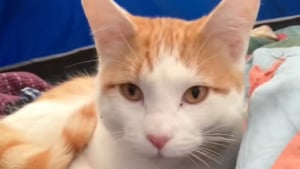 Illustration : "En train de camper, un homme en deuil de son chien reçoit la visite quotidienne d’un adorable chat roux (vidéo)"