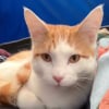 Illustration : En train de camper, un homme en deuil de son chien reçoit la visite quotidienne d’un adorable chat roux (vidéo)