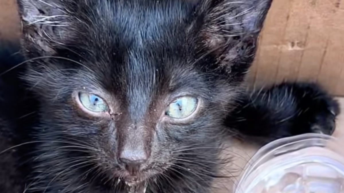 Illustration : "Abandonné et trop faible pour marcher, ce chaton tente de se relever pour la première fois dans sa famille d’accueil (vidéo)"