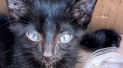 Illustration : Abandonné et trop faible pour marcher, ce chaton tente de se relever pour la première fois dans sa famille d’accueil (vidéo)