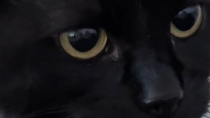 Illustration : A défaut de miauler, cette chatte victime de mauvais traitements sort enfin de son mutisme 5 mois après son adoption (vidéo)