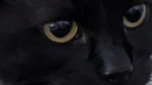 Illustration : "A défaut de miauler, cette chatte victime de mauvais traitements sort enfin de son mutisme 5 mois après son adoption (vidéo)"