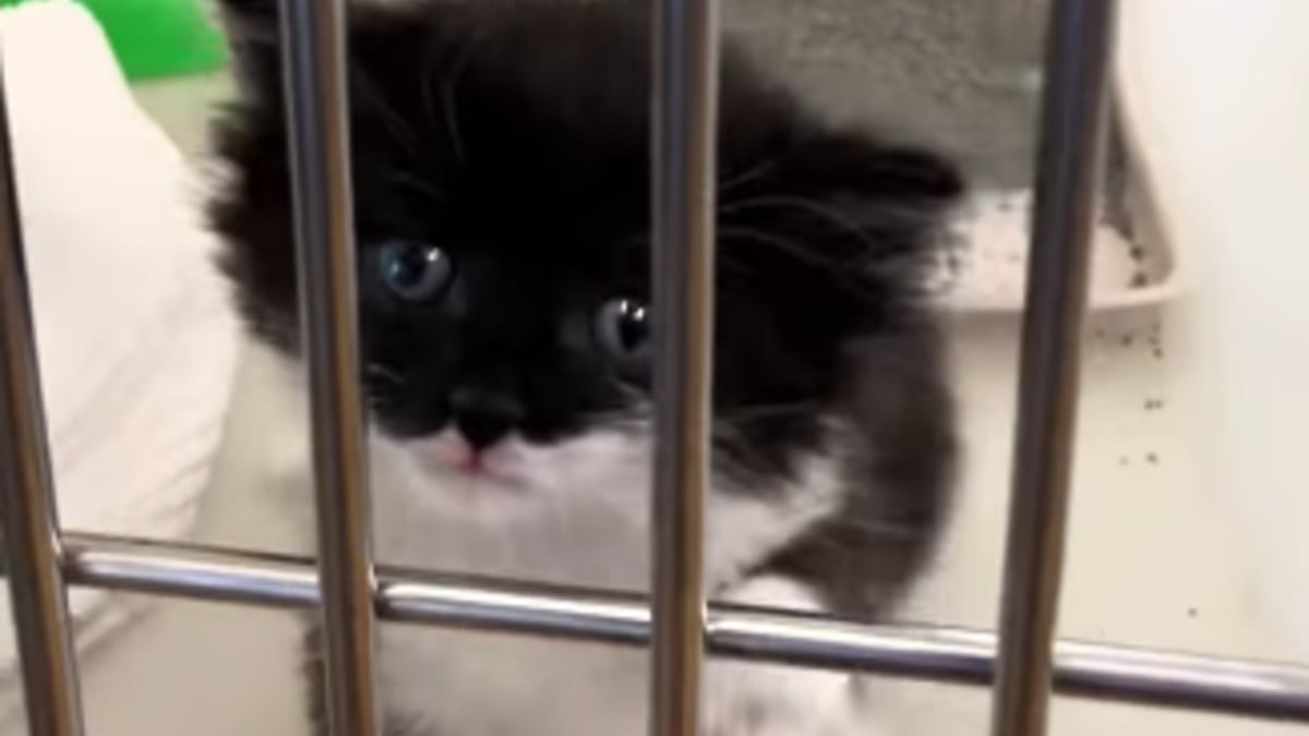 Illustration : "Les pleurs de ce chaton pourtant entre de bonnes mains sont si déchirants que le vétérinaire a dû accrocher une note rassurante à son box (vidéo)"