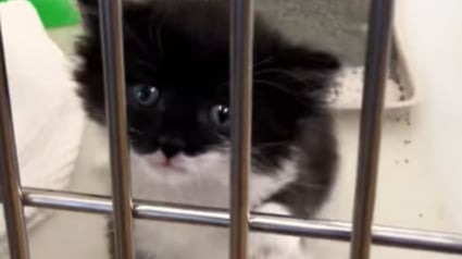 Illustration : Les pleurs de ce chaton pourtant entre de bonnes mains sont si déchirants que le vétérinaire a dû accrocher une note rassurante à son box (vidéo)