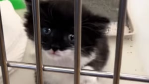 Illustration : "Les pleurs de ce chaton pourtant entre de bonnes mains sont si déchirants que le vétérinaire a dû accrocher une note rassurante à son box (vidéo)"