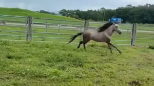 Illustration : "Enfermé toute sa vie, ce cheval galope pour la première fois et découvre la sensation de liberté (vidéo)"
