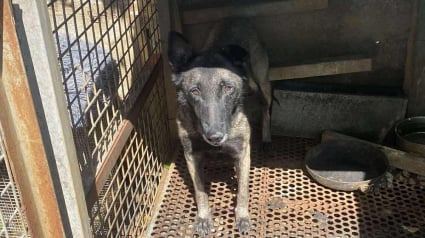 Illustration : Bien qu'ayant passé toute sa vie enfermée dans une étroite cage, cette chienne récemment secourue affiche une douceur exceptionnelle