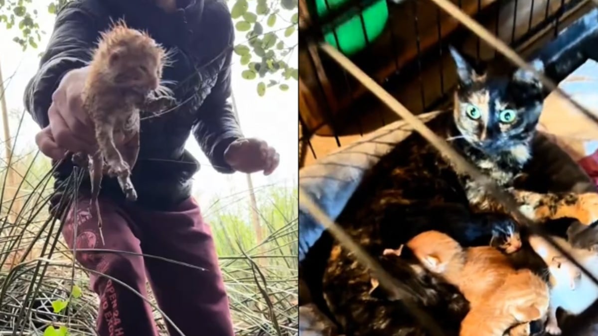 Illustration : "En entendant des cris dans les buissons, il sauve 4 chatons et tente un pari fou avec sa propre chatte"