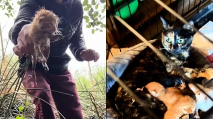 Illustration : En entendant des cris dans les buissons, il sauve 4 chatons et tente un pari fou avec sa propre chatte