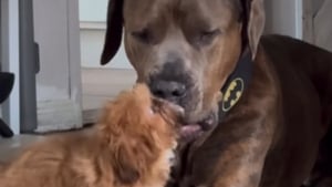 Illustration : "Ce Pitbull adulte attendrit tout le monde par sa patience et sa douceur face à ses remuantes petites sœurs Shih Tzu (vidéo)"