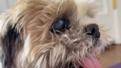 Illustration : Une petsitter bouleversée par la combattivité d’une petit chien de 15 ans sourd et aveugle ayant surmonté 2 cancers (vidéo)