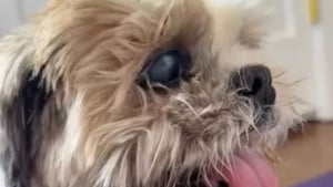 Illustration : "Une petsitter bouleversée par la combattivité d’une petit chien de 15 ans sourd et aveugle ayant surmonté 2 cancers (vidéo)"