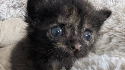 Illustration : Ils pensaient sauver deux sœurs, mais découvrent que l’un d’eux est un chaton rare aux allures de miraculé (vidéo)