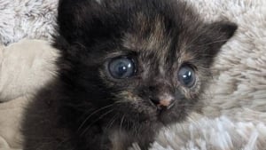 Illustration : "Ils pensaient sauver deux sœurs, mais découvrent que l’un d’eux est un chaton rare aux allures de miraculé (vidéo)"