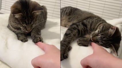 Illustration : Née sans yeux, Stevie découvre le doigt de sa maîtresse et lui offre un moment d’amour pur (vidéo)