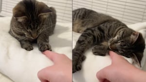 Illustration : "Née sans yeux, Stevie découvre le doigt de sa maîtresse et lui offre un moment d’amour pur (vidéo)"