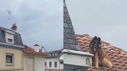 Illustration : Lassé de vivre dans l’insalubrité, ce chien s’échappe par le toit et s'y retrouve coincé jusqu'à l'intervention des secours (vidéo)