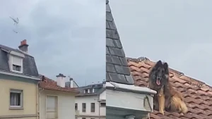 Illustration : "Lassé de vivre dans l’insalubrité, ce chien s’échappe par le toit et s'y retrouve coincé jusqu'à l'intervention des secours (vidéo)"