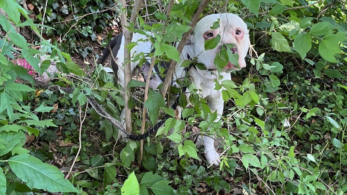 Illustration : "Abandonné depuis plusieurs jours et attaché à un arbre, un chien retrouve la joie de vivre grâce à ses bienfaiteurs"